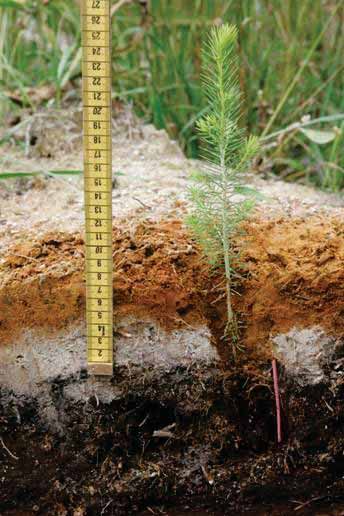 Koneistutustaimien istutussyvyys Kivennäismaakerros mättään päällä oltava noin 5 cm tukkimiehentäin tuhojen vähentäminen maan eroosio istutuksen jälkeen Juuripaakku istutettava käännettyyn