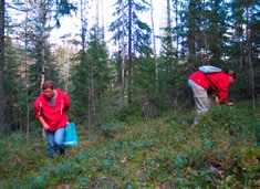 Suomessa on suojeltuja ja rajoitetussa metsätalouskäytössä olevia metsiä 3 miljoonaa hehtaaria, eli 13 prosenttia metsäpinta-alasta. Tiukasti suojeltuja metsiä on 9 % metsäpinta-alasta.