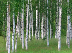 Vuosittain suomalaiset poimivat kymmeniä miljoonia kiloja marjoja ja miljoonia sieniä. Noin 300 000 suomalaista harrastaa metsästystä.