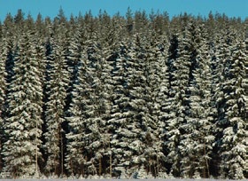 Lainsäädäntö takaa kestävän metsätalouden Metsälaki takaa metsien taloudellisesti, ekologisesti ja sosiaalisesti kestävän käytön.