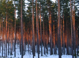 Metsälaki koskee sekä yksityisiä että valtion ja yritysten omistamia metsiä.