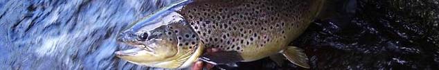 Kauppilantie 31 44580 Huopanankoski 3 h 12 eur Catch&Release 12 h 20