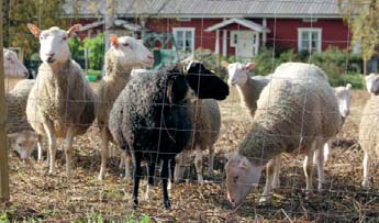 Pohjolan kotkat ne kannella taivaan kaartavat ilmoa uljahasti; siellä mun verevät veikkoni