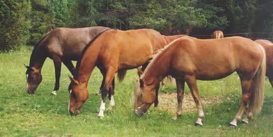 HYVINVOIVA HEVONEN Kuva 4. Hevosen luonnollinen syöntiasento. Hevonen syö mielellään yhdessä lajitoveriensa kanssa.