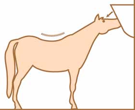 HYVINVOIVA HEVONEN Kuva 6. Kuvassa hevosen heinähäkki on sijoitettu liian korkealle. Heinistä varisevat roskat menevät silmiin ja joutuvat hengitysteihin. Hevosen selkä on notkolla. päivän mittaan.