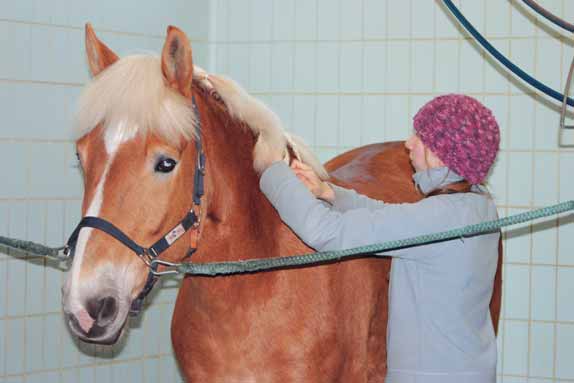 HYVINVOIVA HEVONEN Kuva 7. Hevosen kunto tarkastetaan päivittäisten hoitotoimenpiteiden yhteydessä. ja hampaiden huolto. Kavioiden kunto vaikuttaa oleellisesti hevosen yleistilaan.
