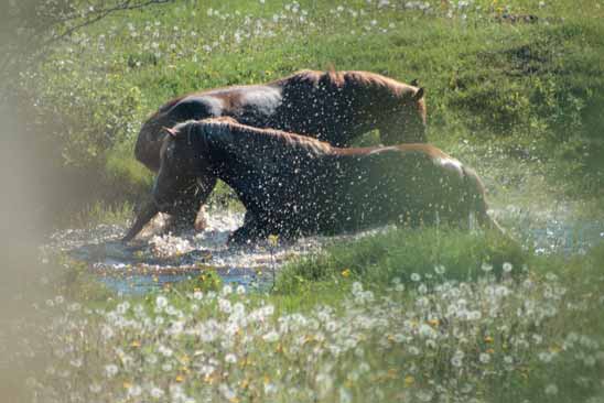 EKOLOGINEN TALLI Kuva 22. Hevosia virkistäytymässä laitumella kuumana kesäpäivänä. Laidunnurmet on hyvä uusia kyntämällä jo kolmen nurmivuoden jälkeen.