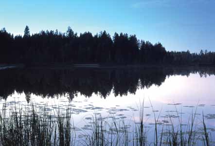 28 Haja-asutusalueen viemäröinti Haja-asutusalueen jätevesi 12. Yleistä Vesien rehevöityminen on ongelma koko Suomessa ja sinilevä on jopa myrkyllinen.