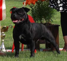 Erikoisnäyttelyssä Ypäjällä 15.8.2010 jaetut kiertopalkinnot Constones Trophy Lahjoittajat Claire & Tony Lee, Kennel Constones Constones Trophy jaettiin ensimmäisen kerran 17.10.1993 SBTY ry:n erikois- tai sitä vastaavassa näyttelyssä.