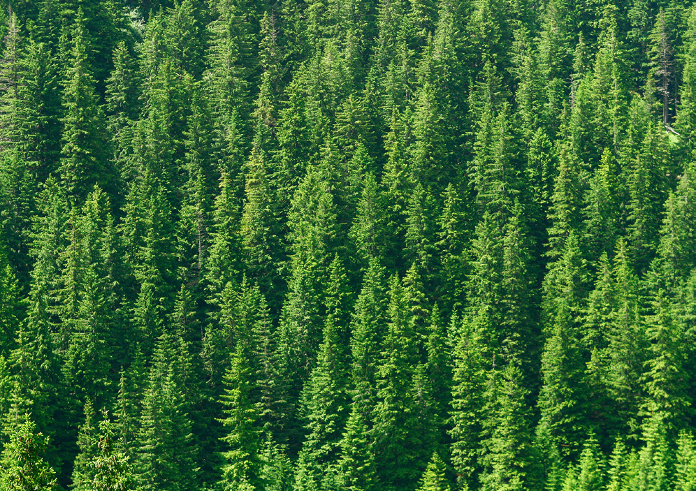 1998 Vihreää kultaa kunnioittaen ammattitaidolla jalostaen Mekaaninen puunjalostus on maamme kantavia voimia. On joka tapauksessa niin, että Suomen pinta-alasta on metsätalousmaata 78%.