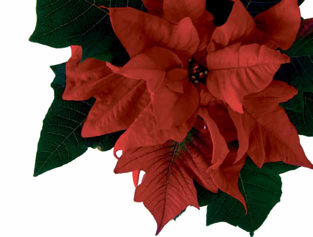28.11.2014 n Majakka 15 Adventin ja joulun ajan jumalanpalvelukset 1. adventtisunnuntai 30.11. Messu klo 10 Vaasan kirkossa.