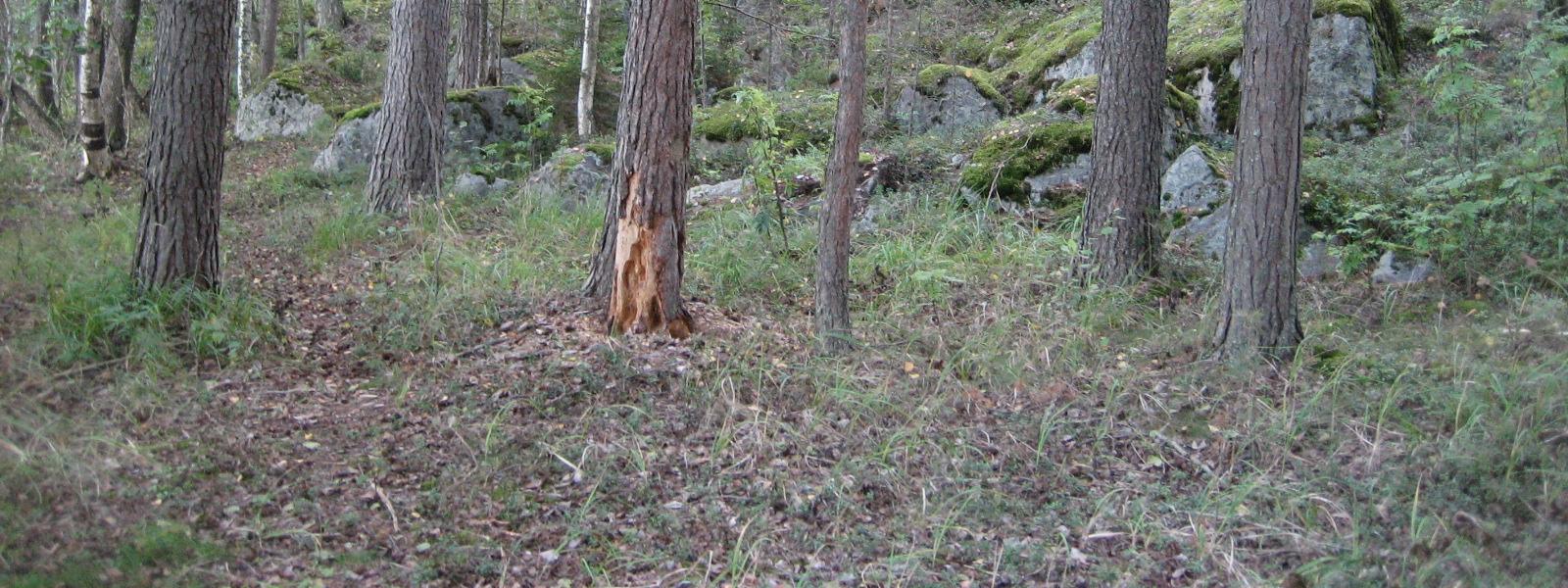 Selvitysalueen eteläosan louhikkoisen rinteen kiviä ja lohkareita peittävät sammalet. Puustossa on harvakseltaan varttuneita mäntyjä sekä nuoria koivuja, haapoja ja pihlajaa (kuva 2).