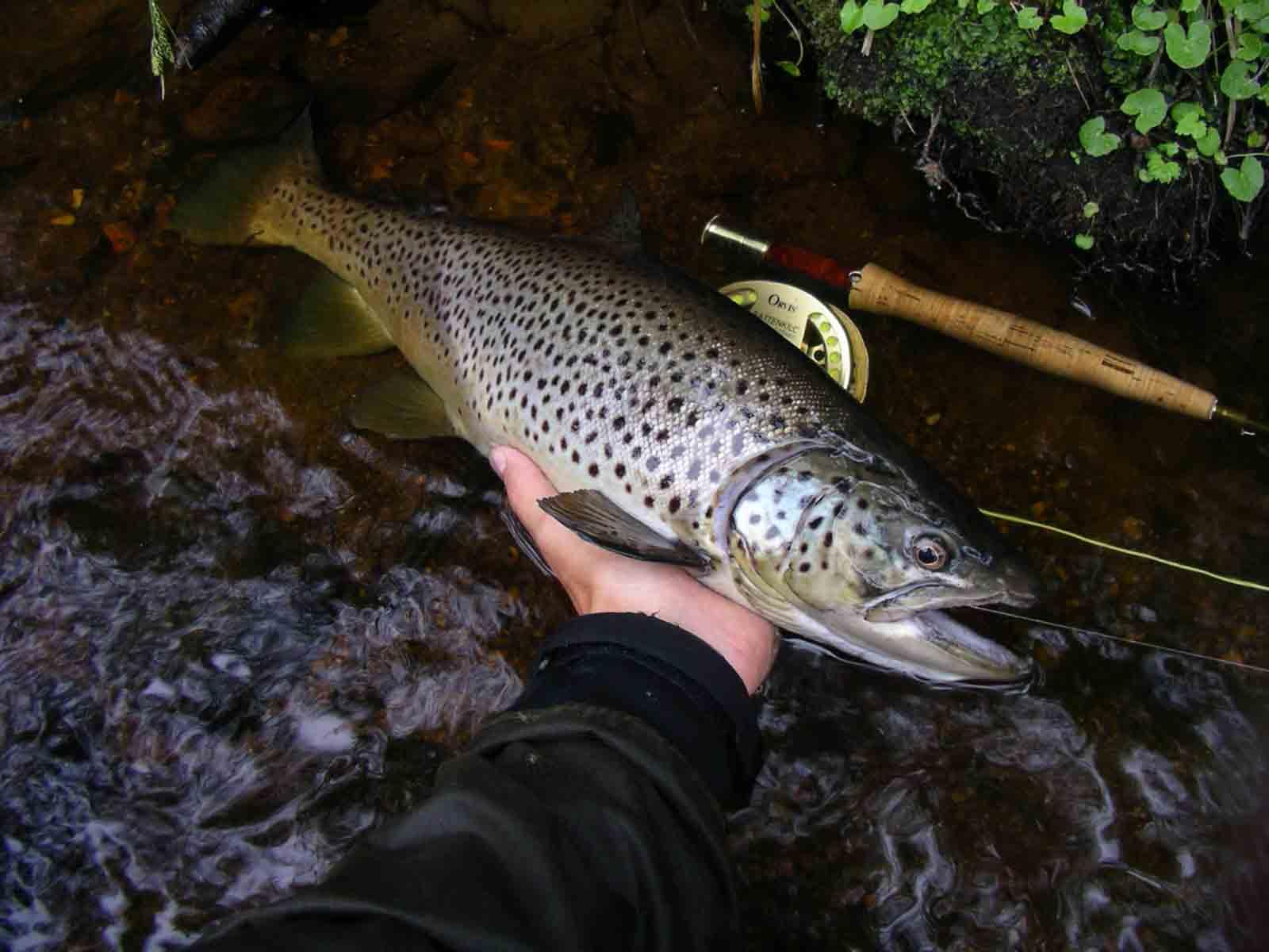 Saalispalautteen tuloksia Kynäkoskilta : parhaina kalastusvuorokausina