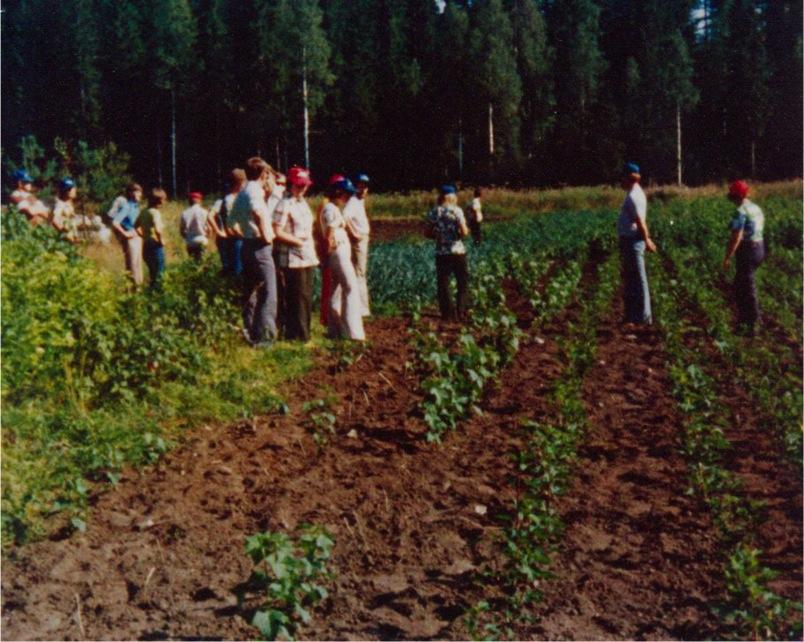 1970 luvun alkupuolella tutkittiin mahdollisuuksia mesimarjanviljelyn ja