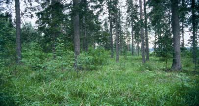 Uudistamismenetelmä Menetelmän valinta Kasvupaikan mukaan Luontainen vain, jos riittävät edellytykset