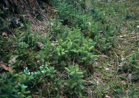 Metsän uudistaminen