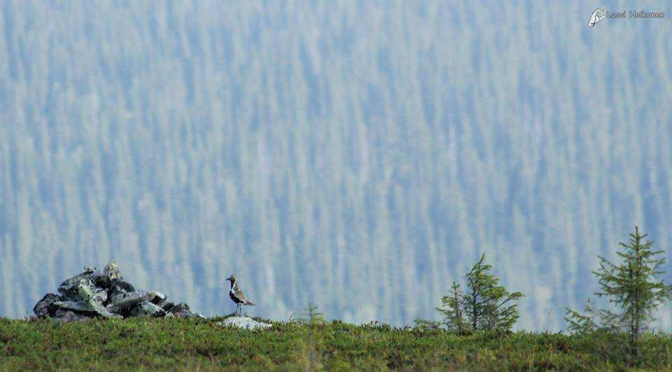 Matka alkoi osan kohdalta autolla kohti pohjoista, muut tulivat leppoisasti junaillen. Kaikkien onnistuttua löytää perille, alkoi tavaroiden pakkaus.