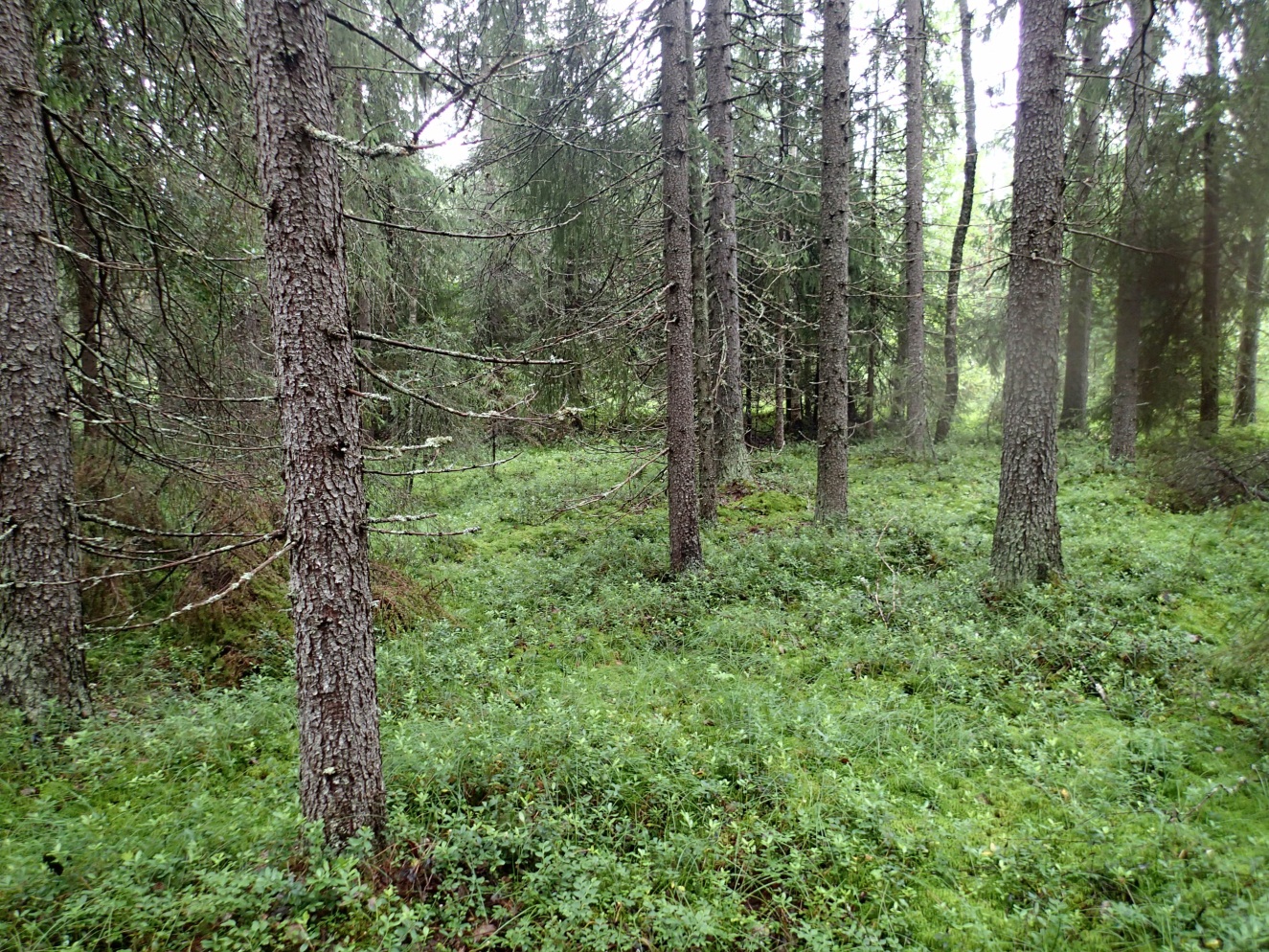 FCG SUUNNITTELU JA TEKNIIKKA OY Raportti 15 (30) lajistoa Kaakamajoen eteläpuolisella alueella ovat mm. metsäkorte, metsäkastikka, pallosara, mustikka, ojakellukka, siniyökönlehti ja isotalvikki.