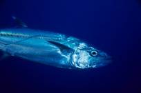 Valkohai syö tonnikalaa, hylkeitä, merikilpikonnia ja monia muita otuksia.