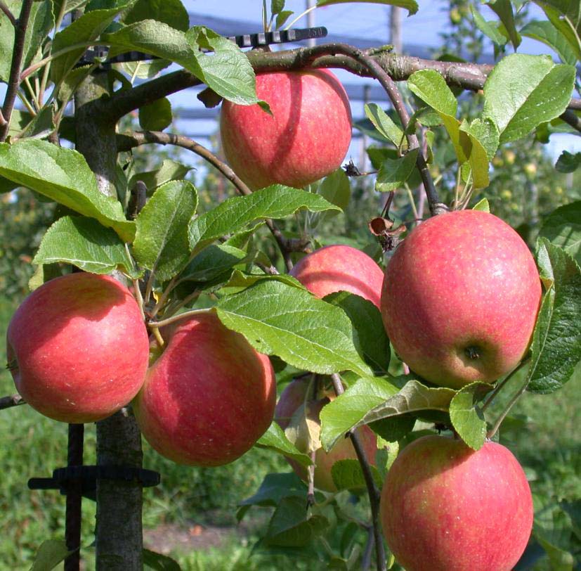 Lajikeseokset ja kasvien terveys Omenalajikkeet Rupisia omenoita % % of apples with