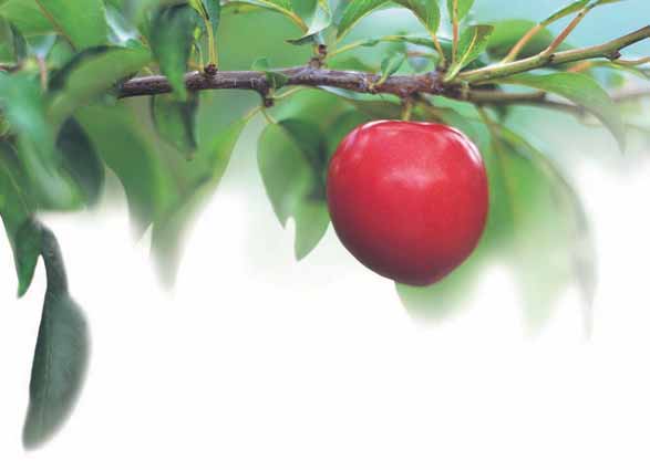 Teksti/Text: Kati Norppa Kuvat/Photos: Jaakko Kilpiäinen Minnekäs se omena puusta! Nissisen perhe on työskennellyt Abloyn palveluksessa yhteensä 87 vuotta.