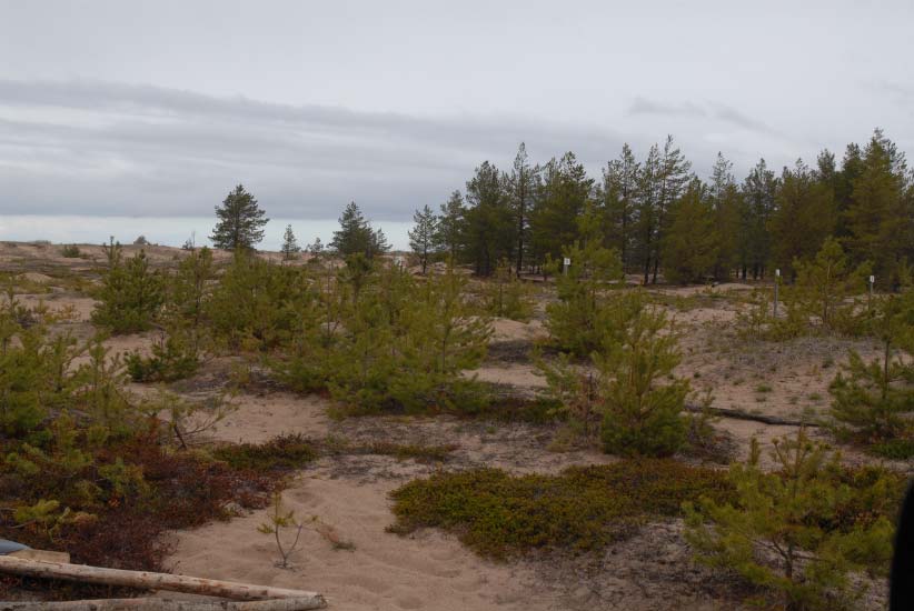 Kuva 7. Umpeutuvaa variksenmarjadyyniä. C. Luontotyypeiksi ennallistettavat metsittyneet tai kuluneet kohteet: C.1.