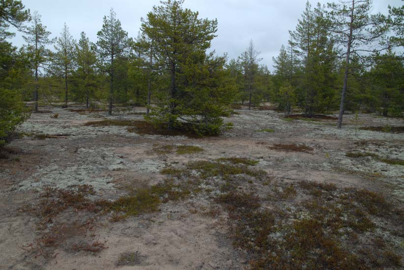 välttämättömän kulutuksen sopiva taso ja menetelmät suunnitellaan myöhemmin biologisten seurantojen tuloksia