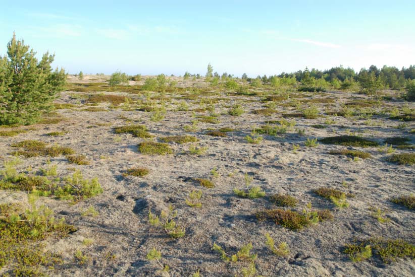 Kuva 17. Nummimaista, taimettuvaa deflaatiota D. Puustoiset deflaatioalueet, joiden metsittymiskehitykseen ei puututa Sijainti: Kaikki muut, em.