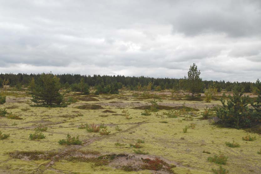 Kuva 3. Nummimaista deflaatiopintaa Vattajan luoteisosassa. 3. Hietikoiden historiasta ja uhkatekijöistä Metsittyminen Vattajan dyynit sijaitsevat mereen päättyvän, Keski-Suomesta alkavan harjun yhteydessä.