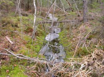 HAVAINTOPISTE 11, Härkäsuo Tila: Metsäoja on kasvanut