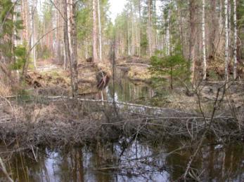 HAVAINTOPISTE 19 Ojien risteys, johon tulee ojat pohjoisesta ja