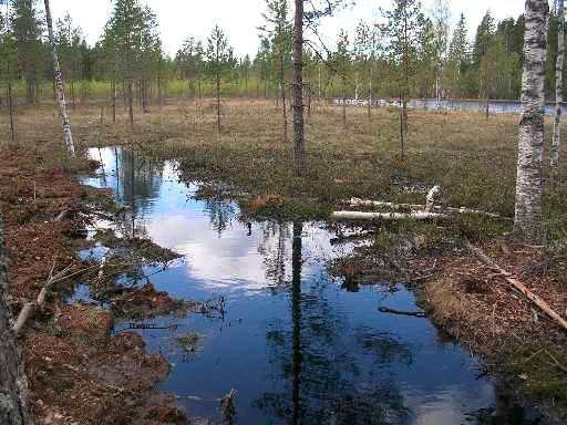 5 Pintavalutuskenttä Pintavalutuskentällä tarkoitetaan tasaista suoaluetta, jonne ohjattu vesi suodattuu virratessaan suokasvillisuuden seassa ja osittain turpeen sisällä.