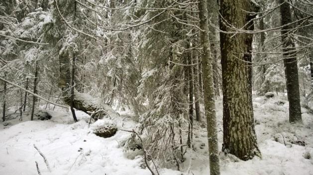 Vanhaa metsää Rautovuoren ja