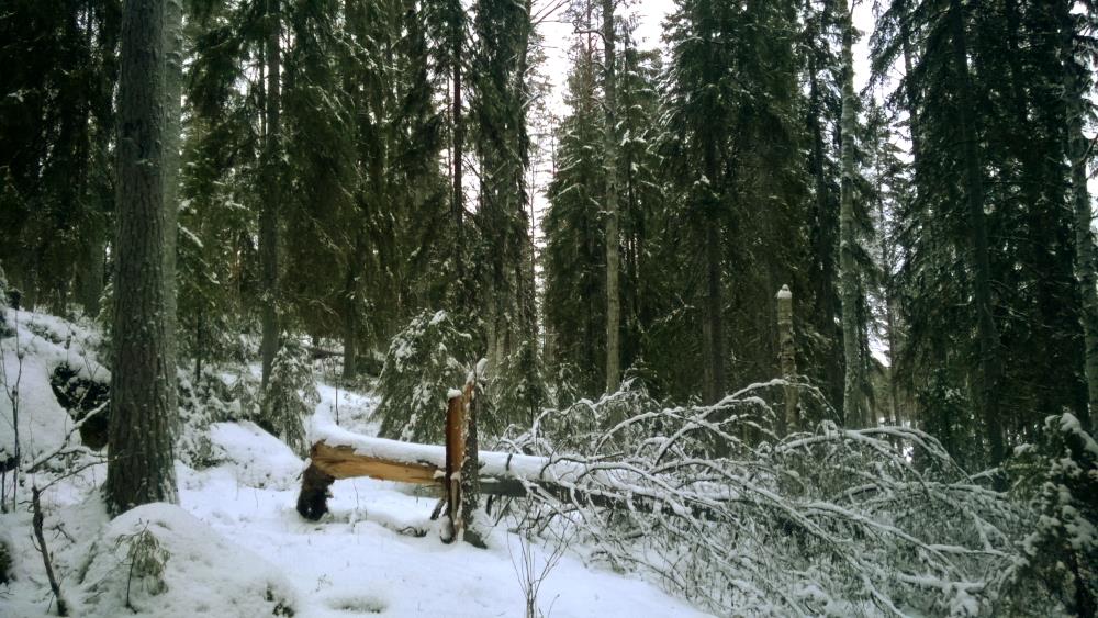 Vanhapuustoista sekametsää kalustorannan