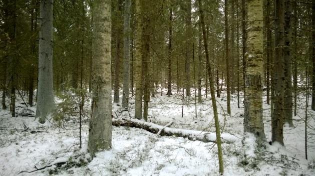 runsaasti järeää lahopuuta.