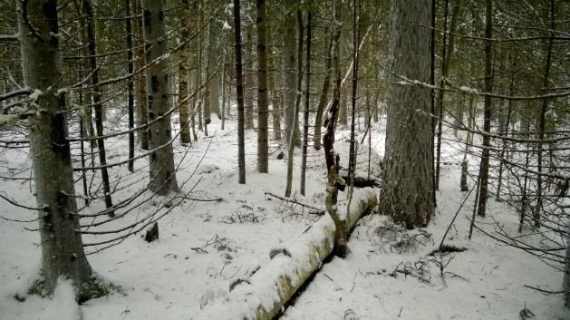 Vanha ylispuumänty ja koivulahopuuta Peurunniemen