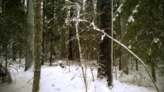 Suuria haapoja rajauksen itäosan