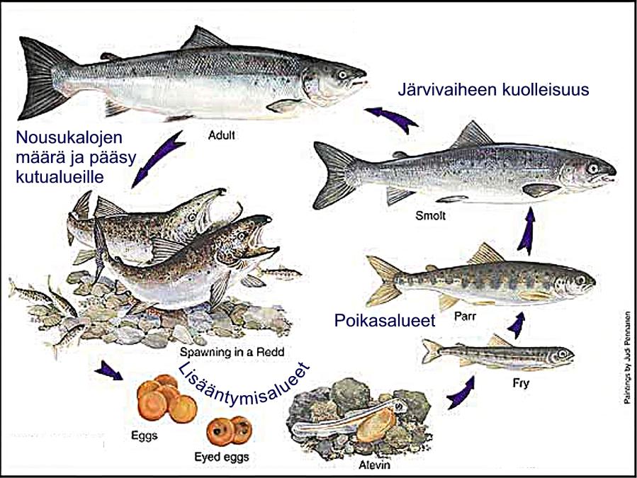 Taulukko 4. Lieksanjoen pääuoman ja tämän sivujokien poikastuotantopinta-alat.