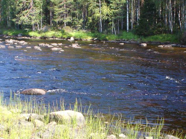 länsirannan tuntumassa, keskellä uomaa on kivikko ja vain osa virtauksesta ohjautuu tämän itäpuolelle. Kiviä tuleekin siirtää keskeltä uomaa madaltamaan nykyistä päävirtaa.