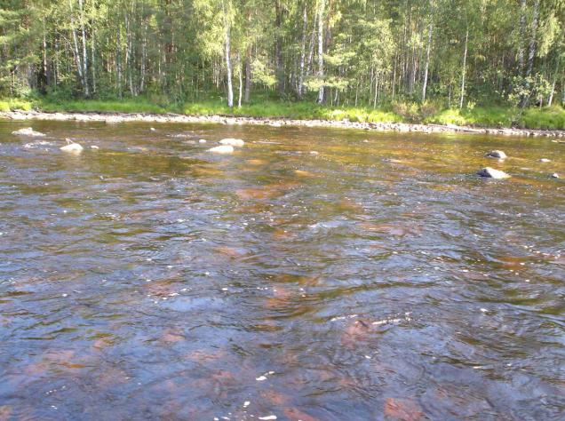 Myös yllämainitun osan alapuolella on uoman keskellä toinen, osin kuivillaan oleva kivikko (kuva Aittovirta 2).