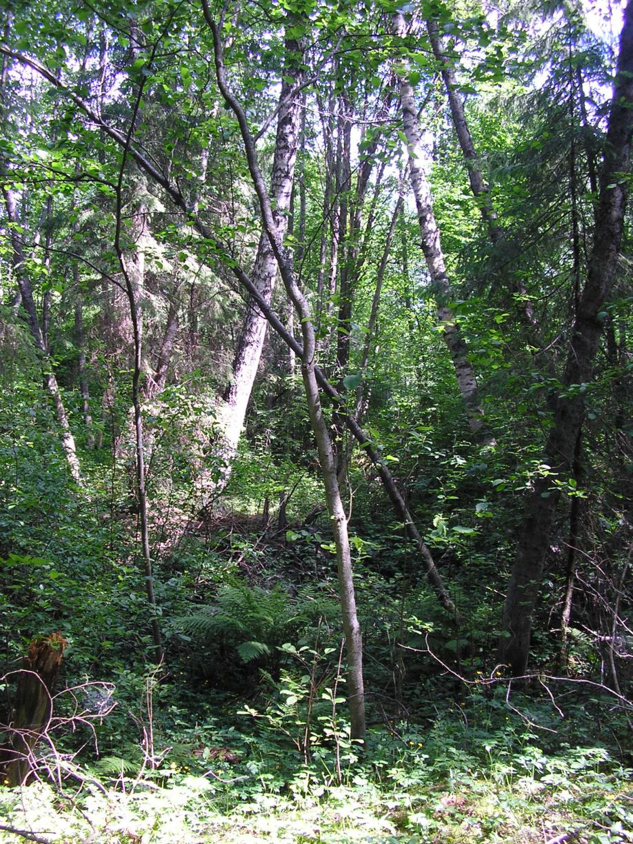 Kuva 4. Purolaakson lehto (kuvio 7) on metsälakikohde. Kuvio 8. Suurin osakuvio on vesoittunut niitty, jolla kasvaa mm. runsaasti lupiinia.