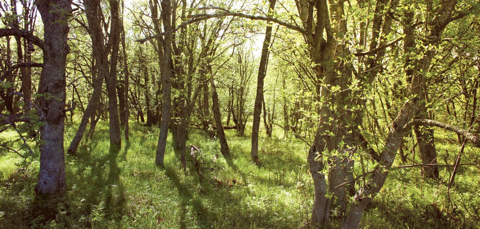 Natura 2000 -alue Raahen kaupungin edustan saaristo on valittu Natura 2000 -verkostoon linnustonsa,