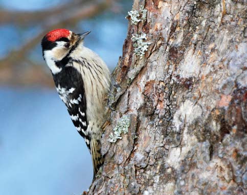 Pikkutikka Siika Lapintiira Linnusto kaasti vallitsevat sääolot.