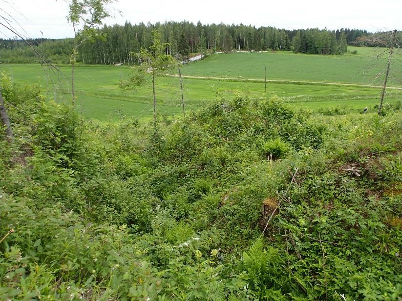 37 Hanhikempin läntinen