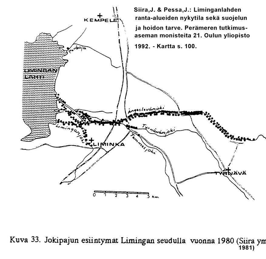 Uhanalaiset lajit Temmesjoen ja Vanhan Liminganjoen varsilla kasvaa silmälläpidettävää ja alueellisesti uhanalaista jokipajua.