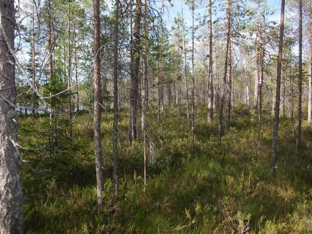 16 Kainuun elinkeino-, liikenne- ja ympäristökeskus 31.3.2010 toteaa, että selostuksen mukaan luontoselvitys tehdään kesällä 2010, jonka jälkeen siihen voidaan ottaa kantaa.