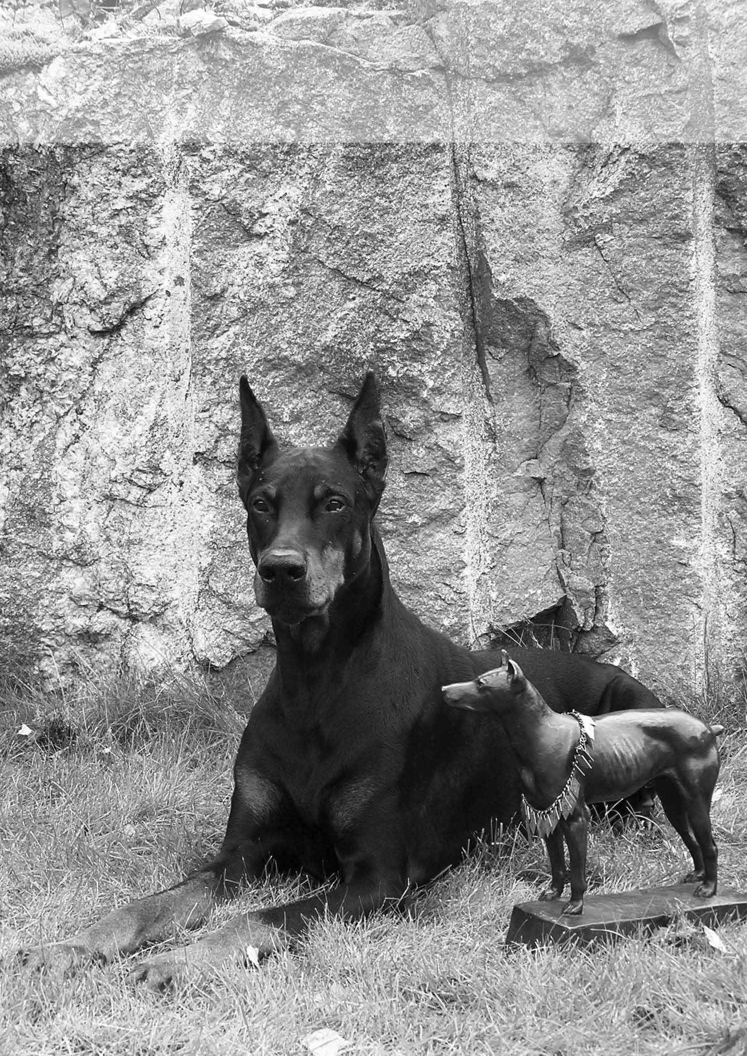 DOBERMANN