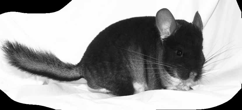 Väriesittely: Black velvet Alkuperäisteksti: Eddie Crutchley http://www.edchinchillas.co.