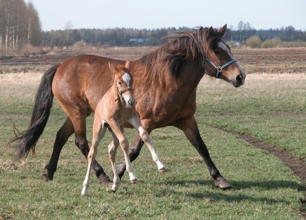 Tamman ruokinnan täydentäminen ERITYISESTI TAMMOILLE: Hippolax