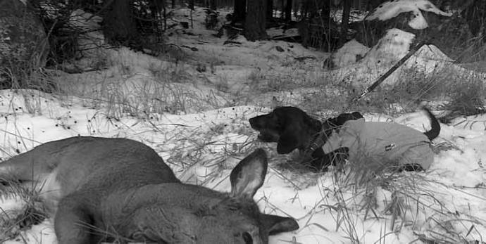 Kokeen kulku Kokeessa on ylituomari, joka valvoo, että koe sujuu sääntöjen mukaan. Jokaiselle koiralle arvotaan koemaasto ja tuomarit: avoimessa luokassa yksi tuomari, voittajaluokassa kaksi tuomaria.